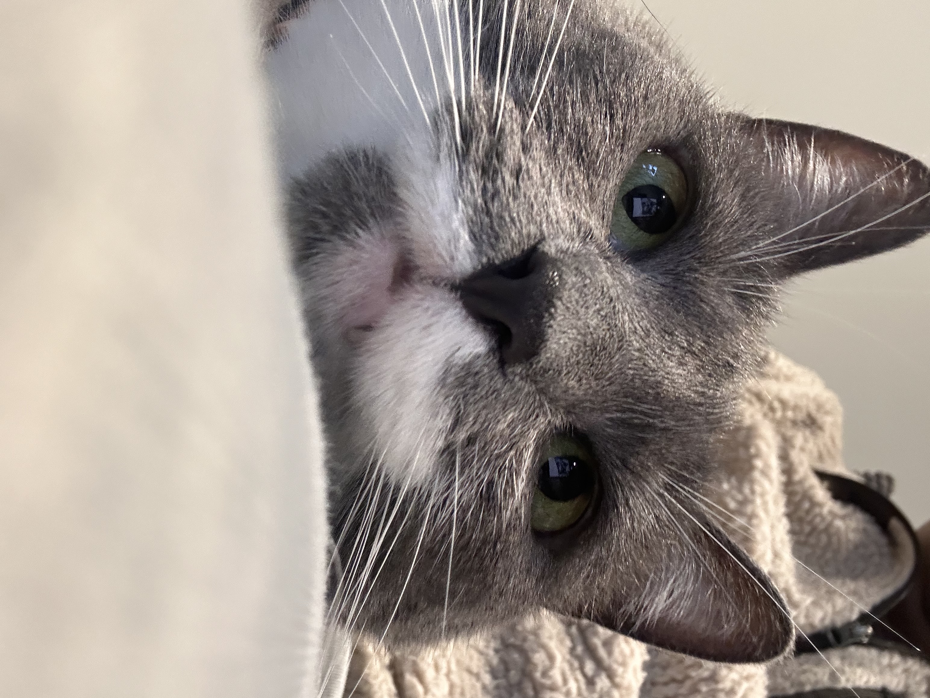 Is this how you take a pic?