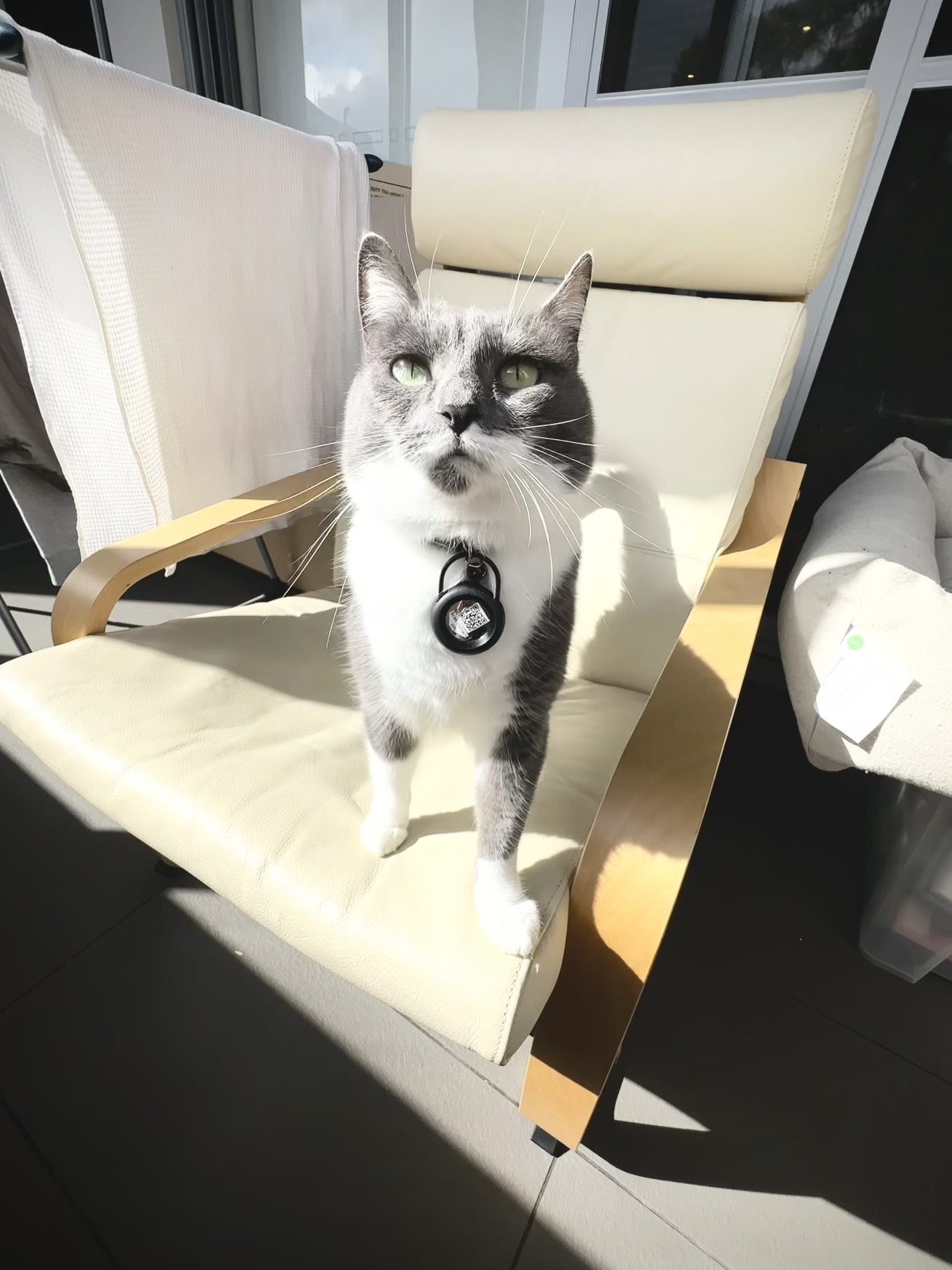 This is MINE! hooman!